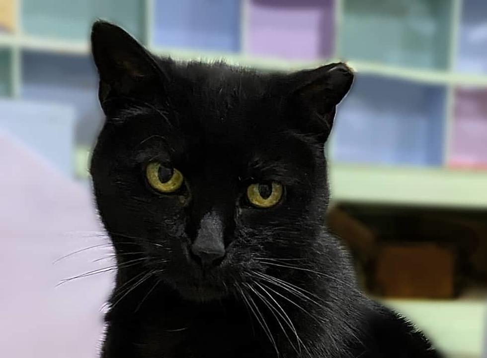 Whisker Wednesday-Meet Bleu – Cat of the Week at ARRR Rescue in Williston ND