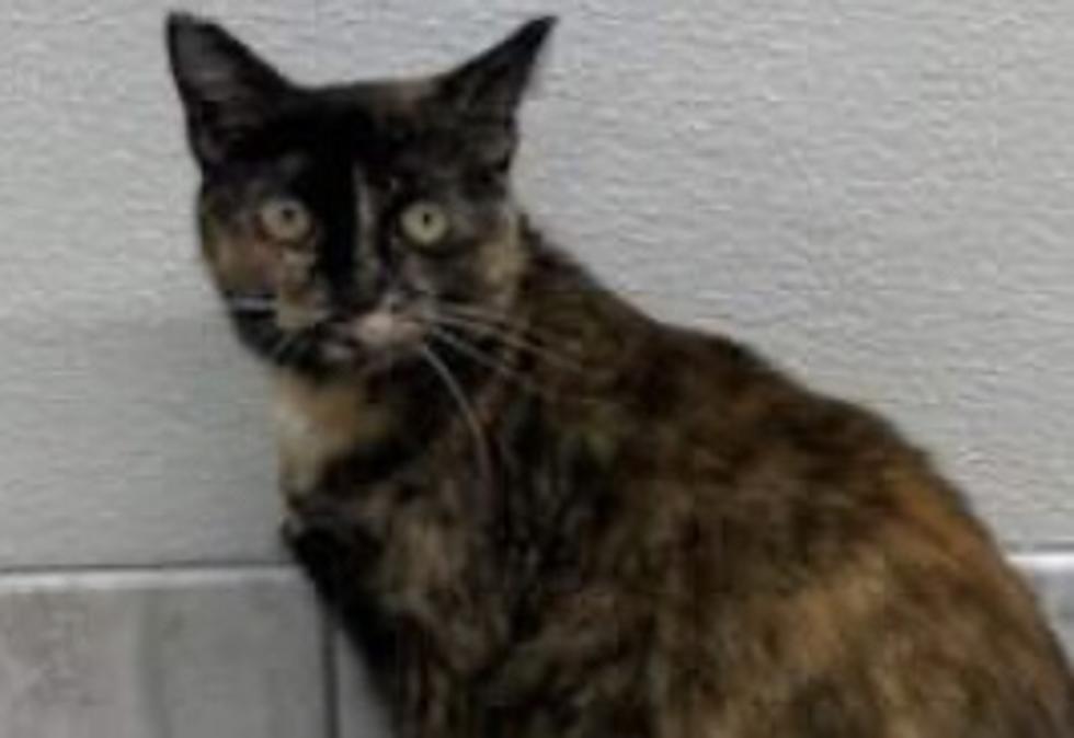 Meet Felicity &#8211; Pet of the Week at Mondak Animal Rescue in Williston