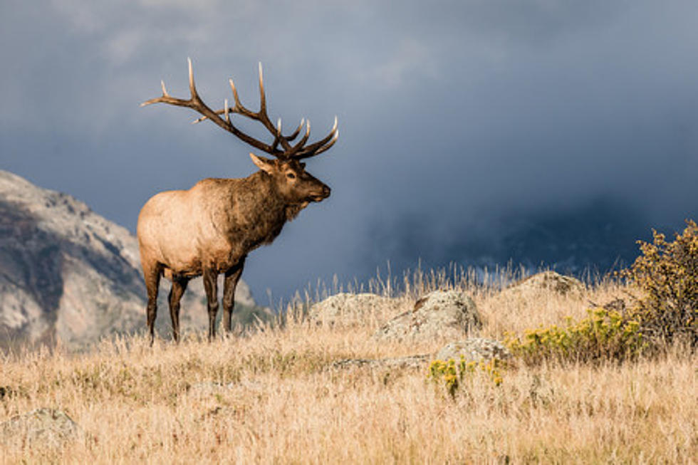 Rocky Mountain Elk Foundation Banquet is Saturday in Williston