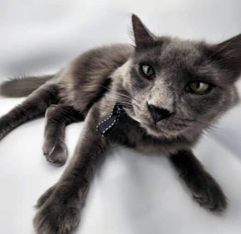 Meet Orson – Cat of the Week at ARRR Rescue in Williston North Dakota