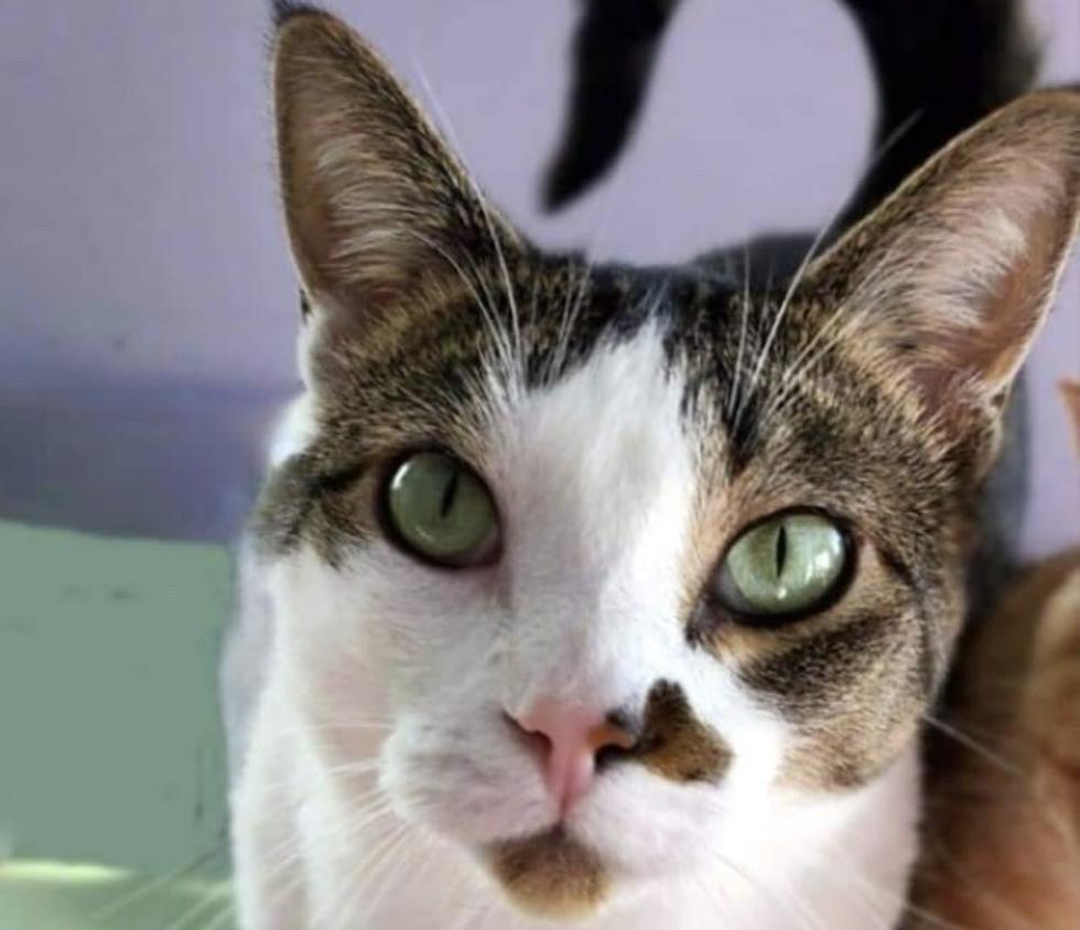 Whisker Wednesday – Meet Sylvia – ARRR Rescue’s Cat of the Week
