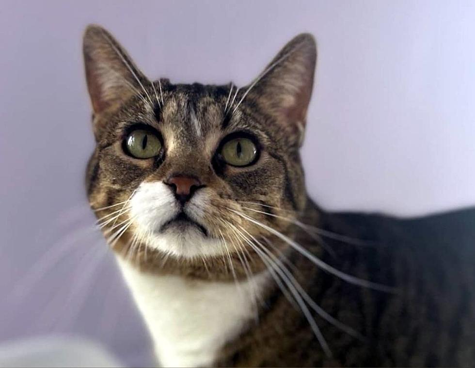 Whisker Wednesday- Meet ARRR Rescue's Cat of the Week 