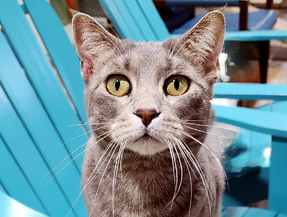 Smokey: Williston, North Dakota’s Newest Feline Star, Ready for Adoption