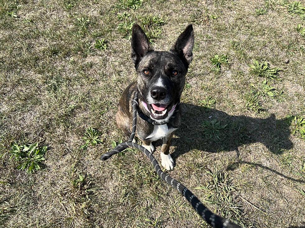 Meet Levi – Pet of the Week at NW North Dakota’s Mondak Animal Rescue