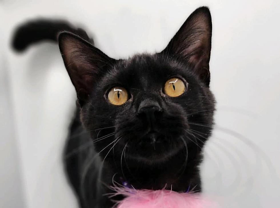 North Dakota: Do You Have Room in Your Home & Heart for this Adorable Mini-Panther?