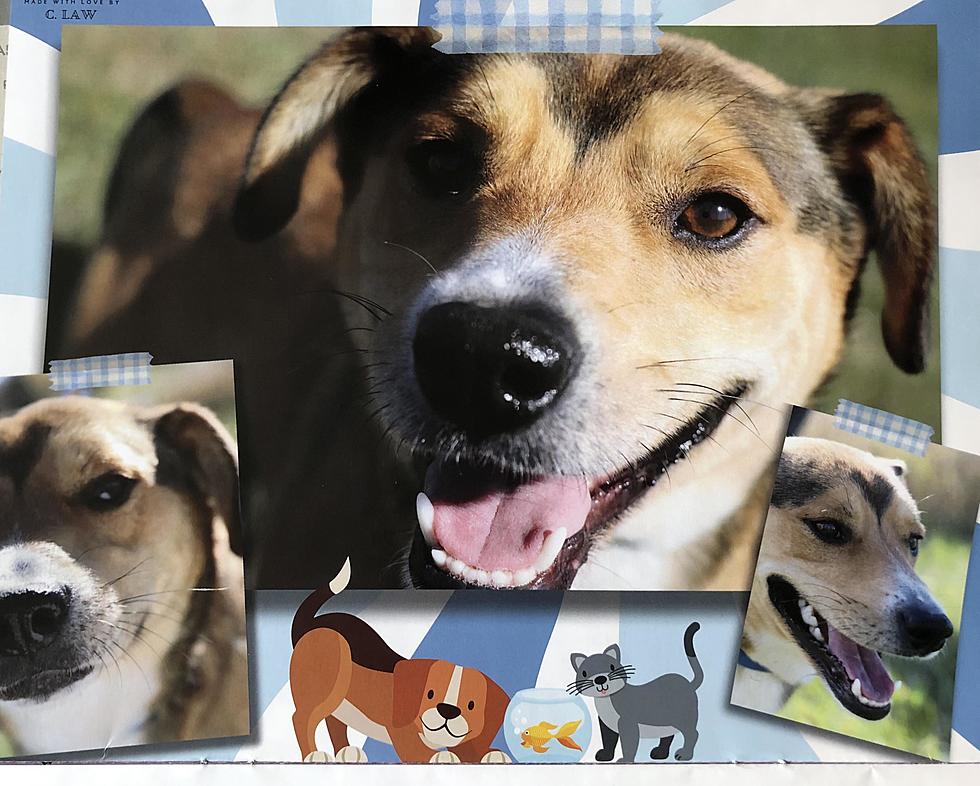 Get Your 2024 Calendar & Support Williston ND's Animal Rescue