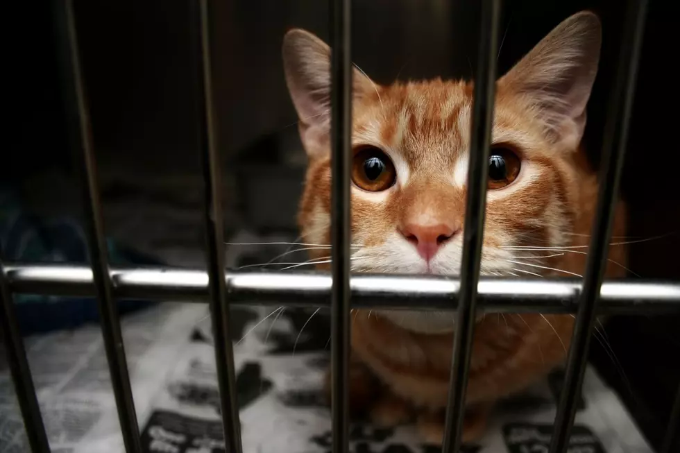 Join the Mission to Save Warehouse Cats in Williston, North Dakota from Euthanasia