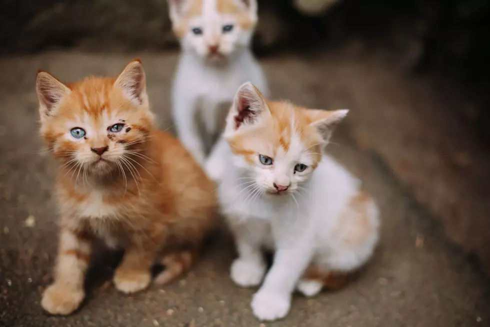 Kitten Care 101: Guidelines for Finding and Assisting Abandoned Kittens in North Dakota
