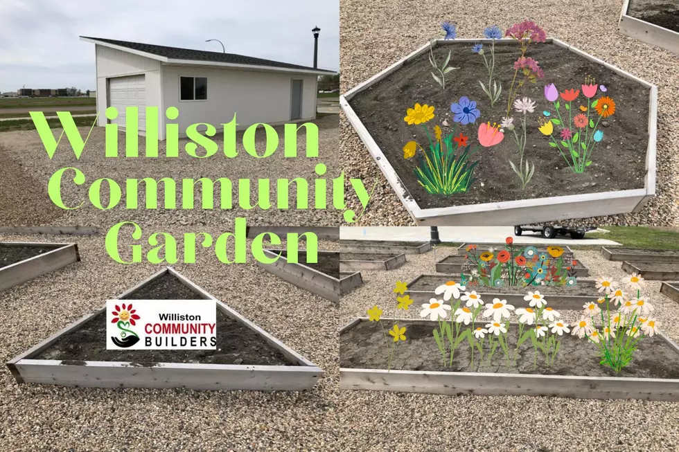 Growing Together: Williston's Community Garden Revealed