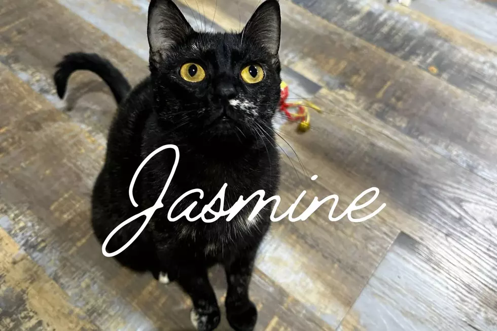 Whisker Wednesday Spotlight: Meet Jasmine from ARRR in Williston, ND