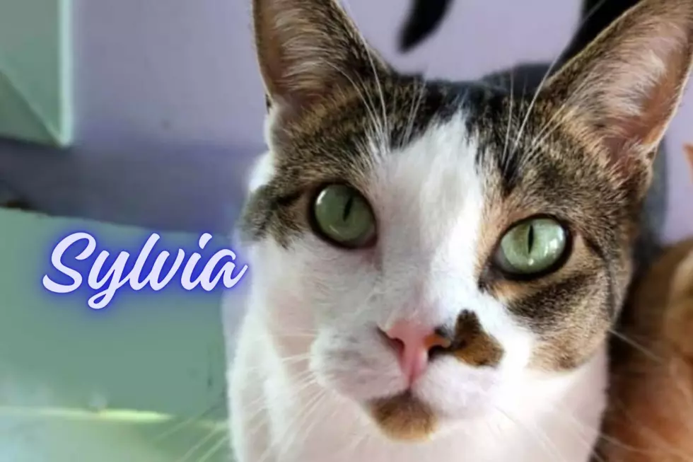 Whisker Wednesday: Meet Sylvia, the Green-Eyed Beauty from ARRR in Williston, ND