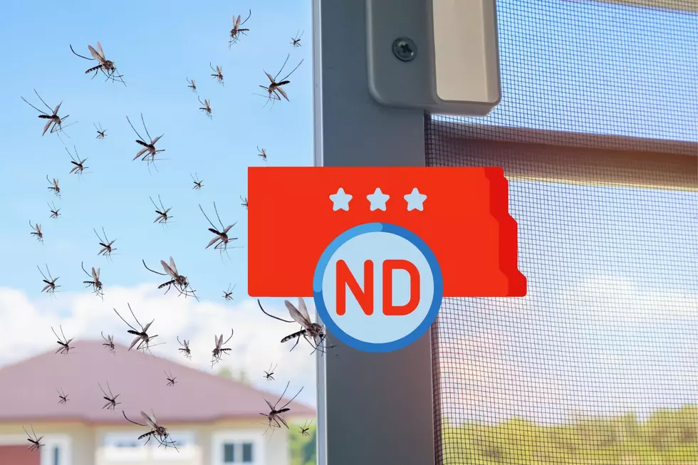 5 of the World’s Deadliest Insects are in North Dakota