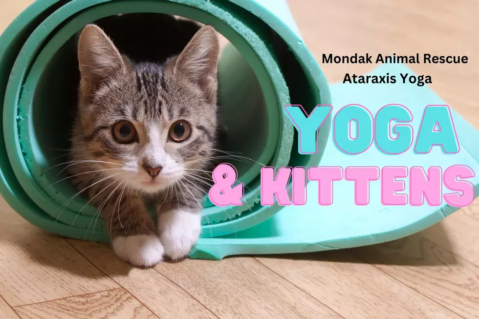 Meowmaste: Yoga with Kittens at Mondak Animal Rescue in Williston, ND