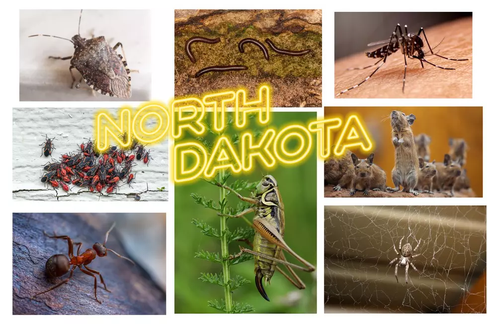Pest Expert Predicts a ‘Bugs Boom’ in North Dakota This Summer