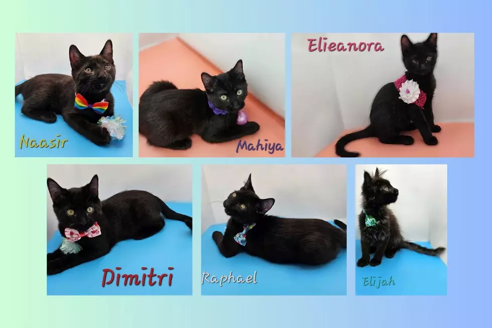 Meet ARRR’s Cats of the Week: The Archangels of Williston, ND!