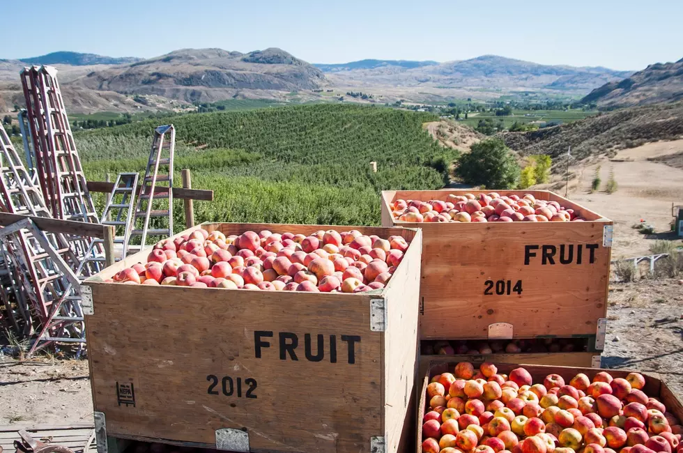 Fruit Production Mixed Across Washington & Oregon