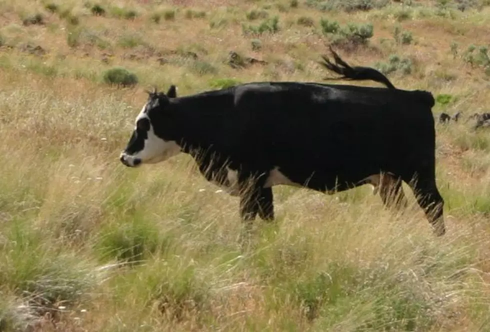 Pasture Conditions Continue To Dry Nationwide