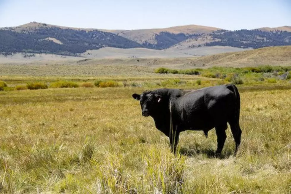 WSU: Watch Livestock During Extreme Heat