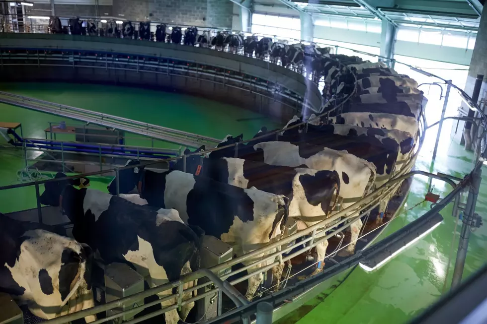 U.S. Dairy Working To Regain Market Share In China