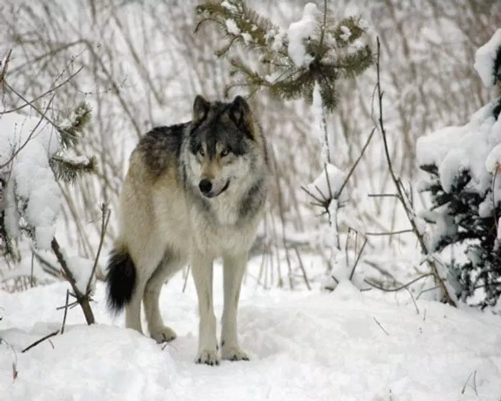 WDFW Confirms Wolf Depredation In Grouse Flats Pack Territory