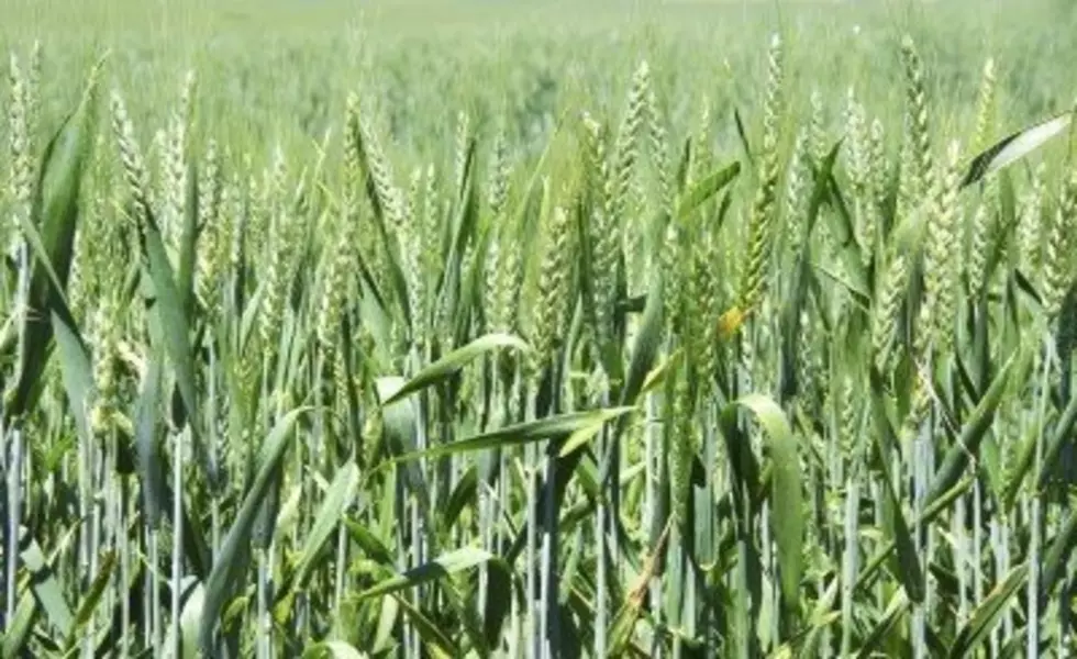 Rippey Concerned About Winter Wheat Progress