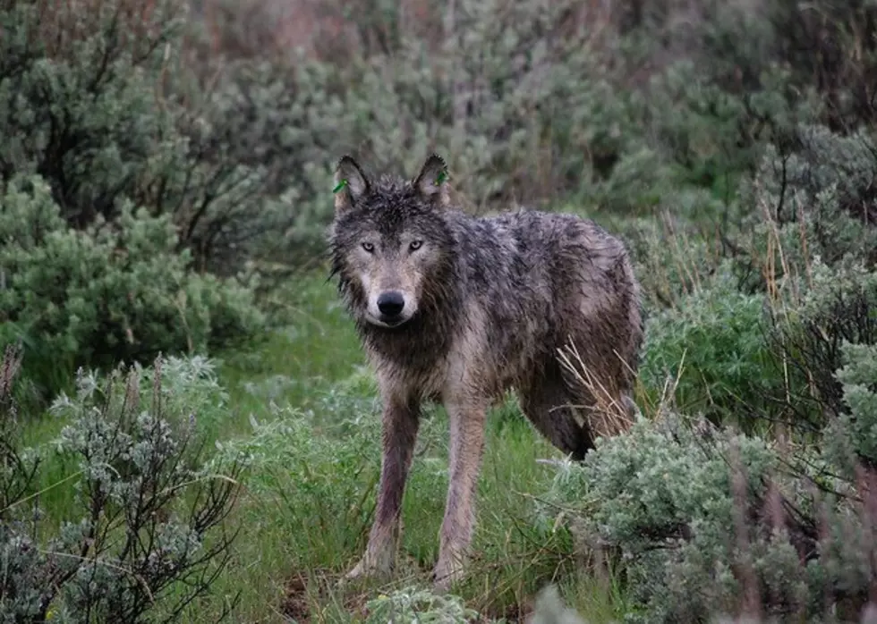 WDFW: Togo Pack Responsible For Another Depredation