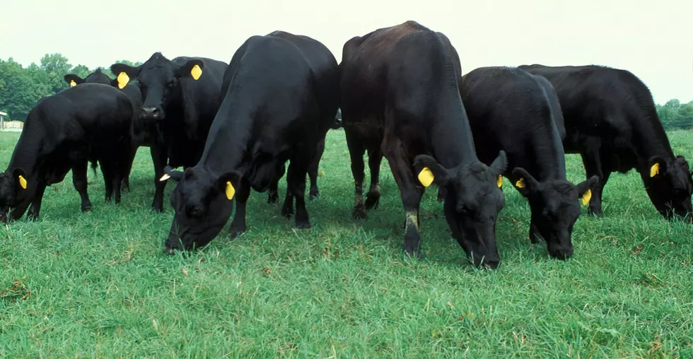 USDA: Beef Sector On Its Way Back To Normal