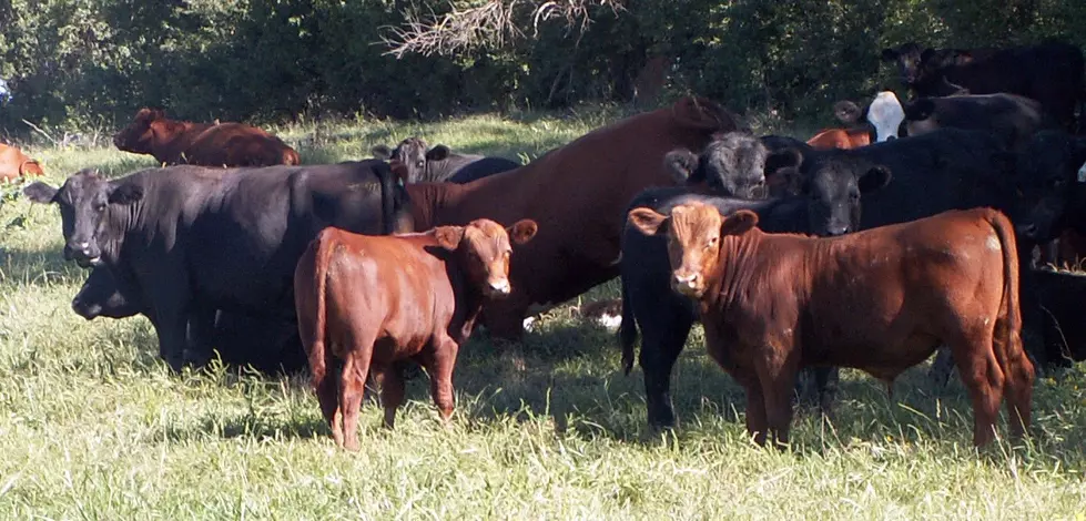 USDA: Retail Beef Supplies Improving