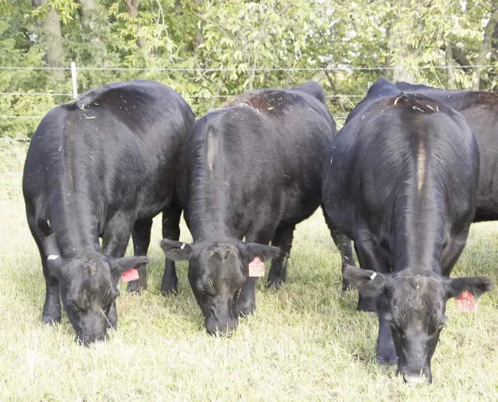 Cattle Groups Discuss need for Beef Industry Reforms