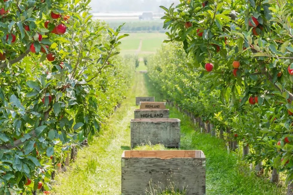 2020 Apple, Pear Production Up In Oregon; Washington Wine Grape Production Jumps