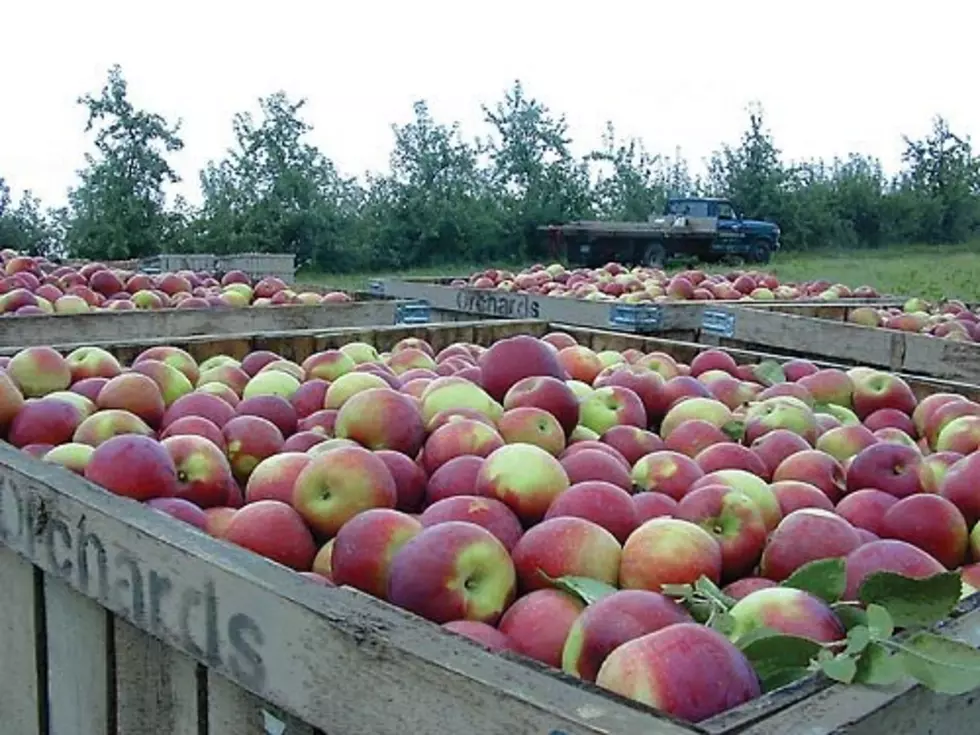 Washington Orchard Settles Half-Million Dollar Back Wage Lawsuit