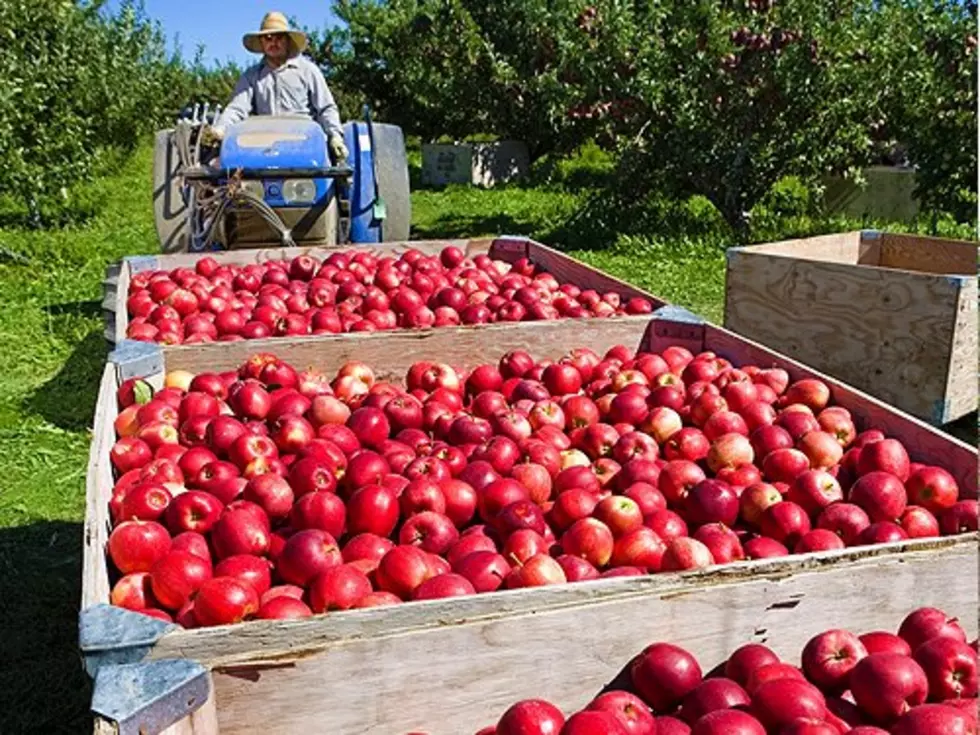 Washington Ag Production Value Increases During Pandemic