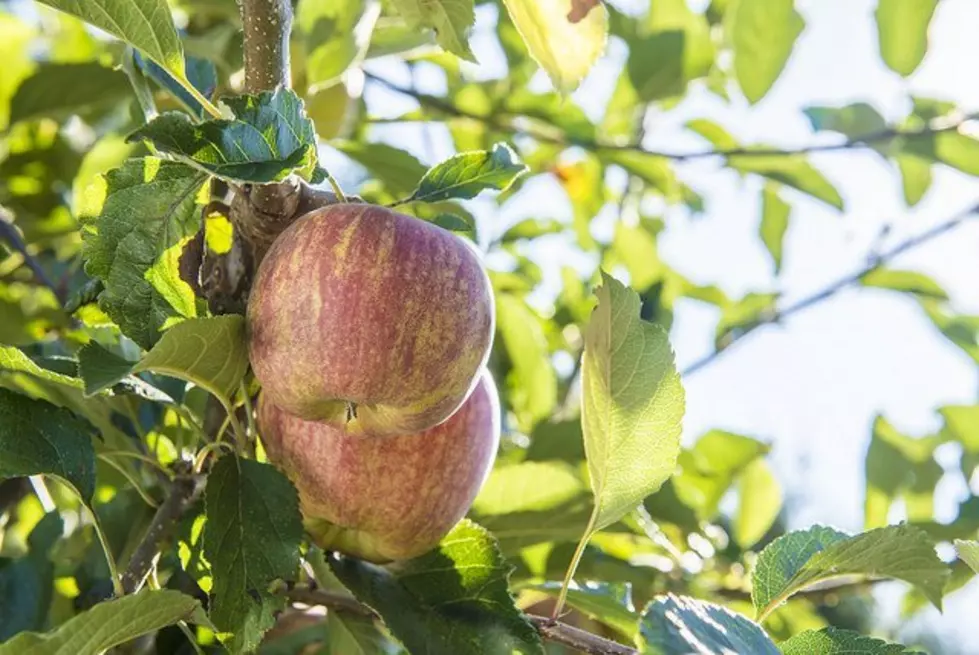 2020 Washington Apple Crop Expected To Be Lighter