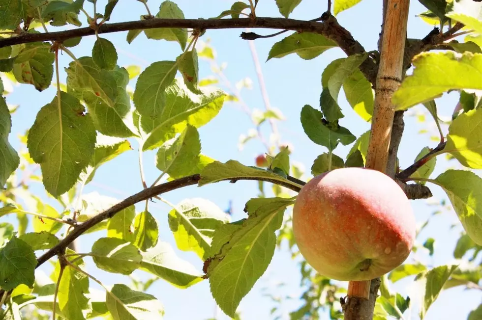 NW Apple Production Down 3%, Grape Production Up, Compared To 2021