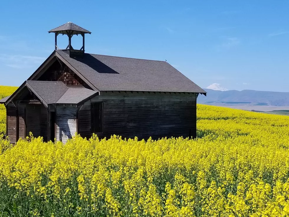 Canola Continues To Draw Interest In The Northwest
