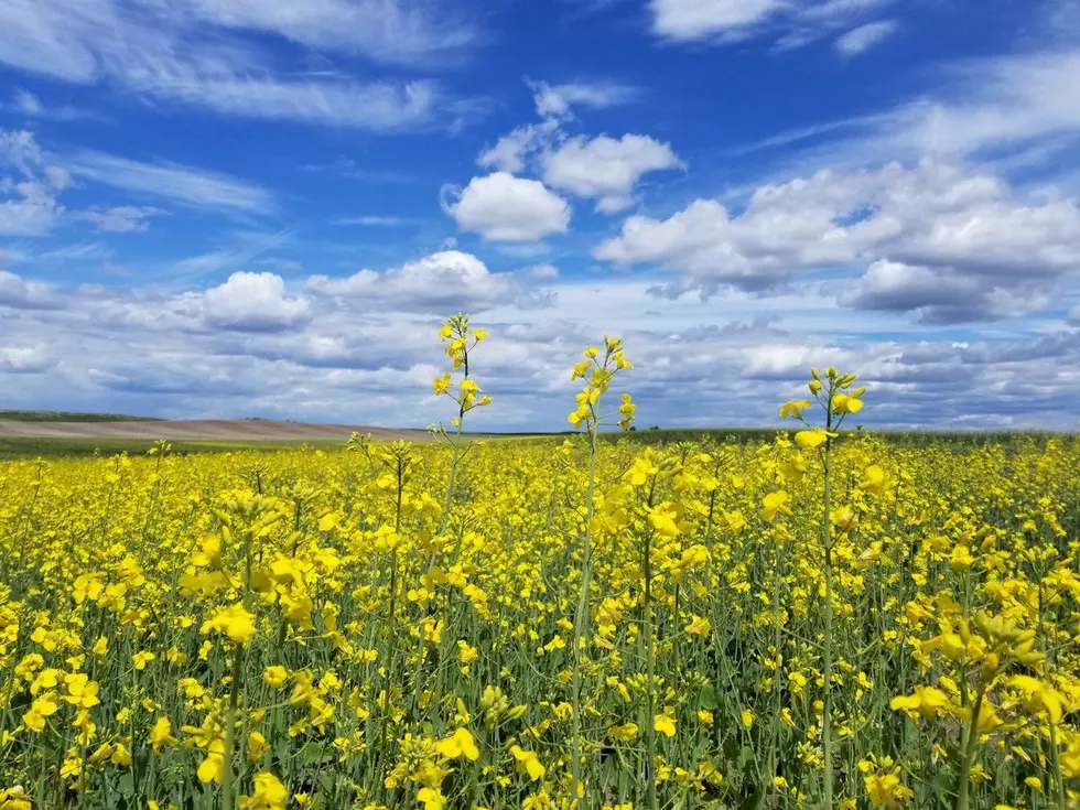 PNW Canola Trying To Bounce Back After Challenging Weather Years
