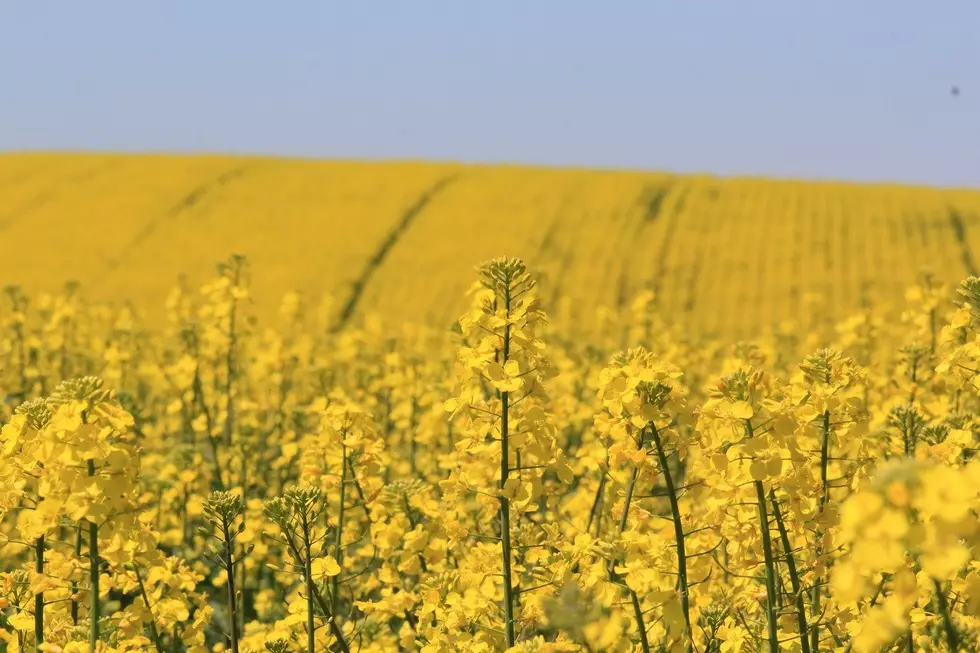 Canola Acreage Expected To Continue To Grow