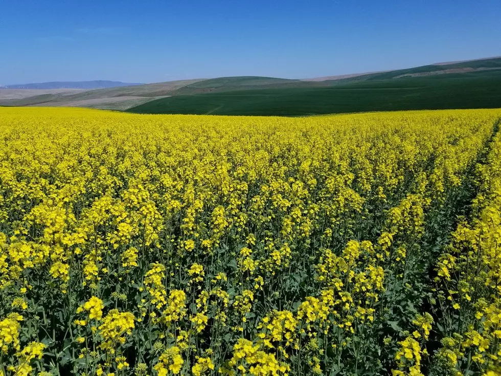 Canola Growers Feeling The Impact Of Dry Spring
