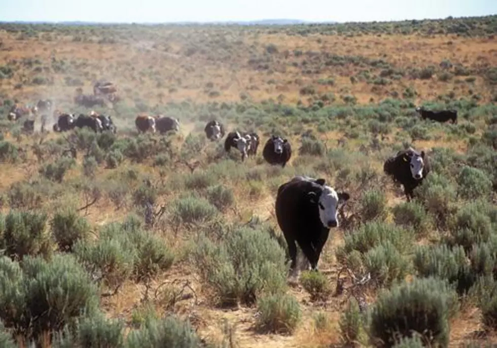 National Pasture Conditions Improve, But Not In The Northwest