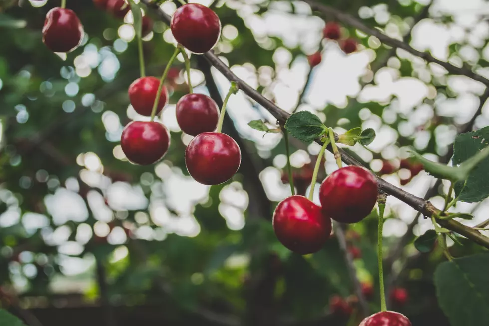 NASS: Sweet Cherry Crop Expected To Be Smaller
