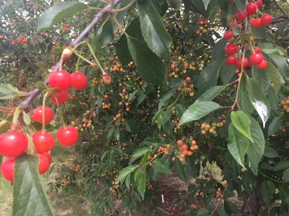 2021 Tart Cherry Crop Larger, Thanks To Washington, Utah