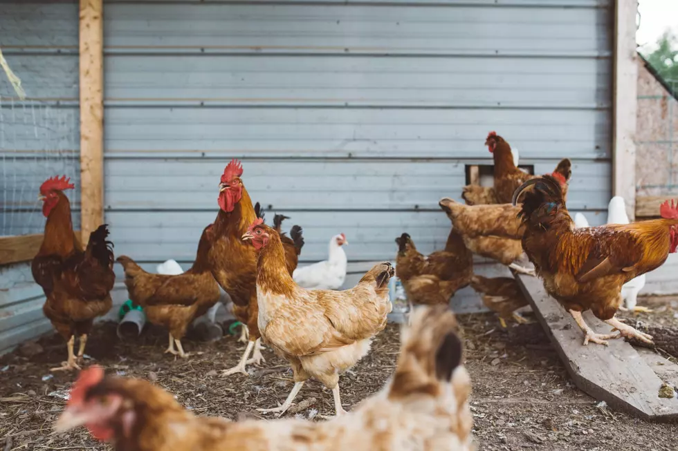 Bird Flu Detected In Coos County Backyard Flock