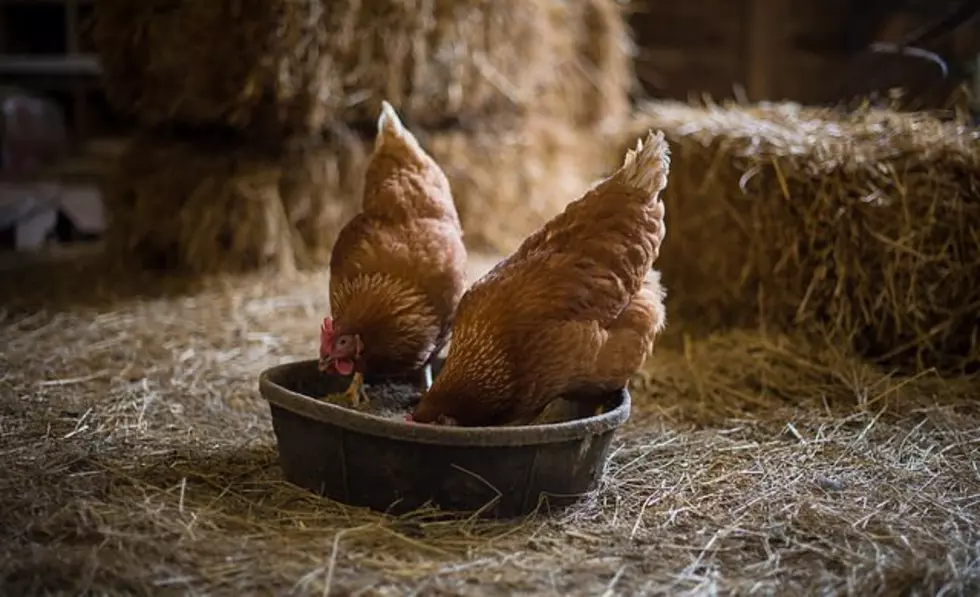 Small Family Farms Produce Majority of Poultry, Eggs, Hay