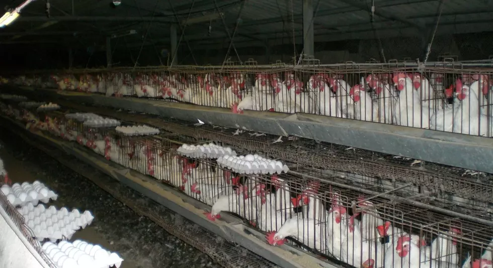 NCC Releases Most Comprehensive Guidelines for Poultry Care