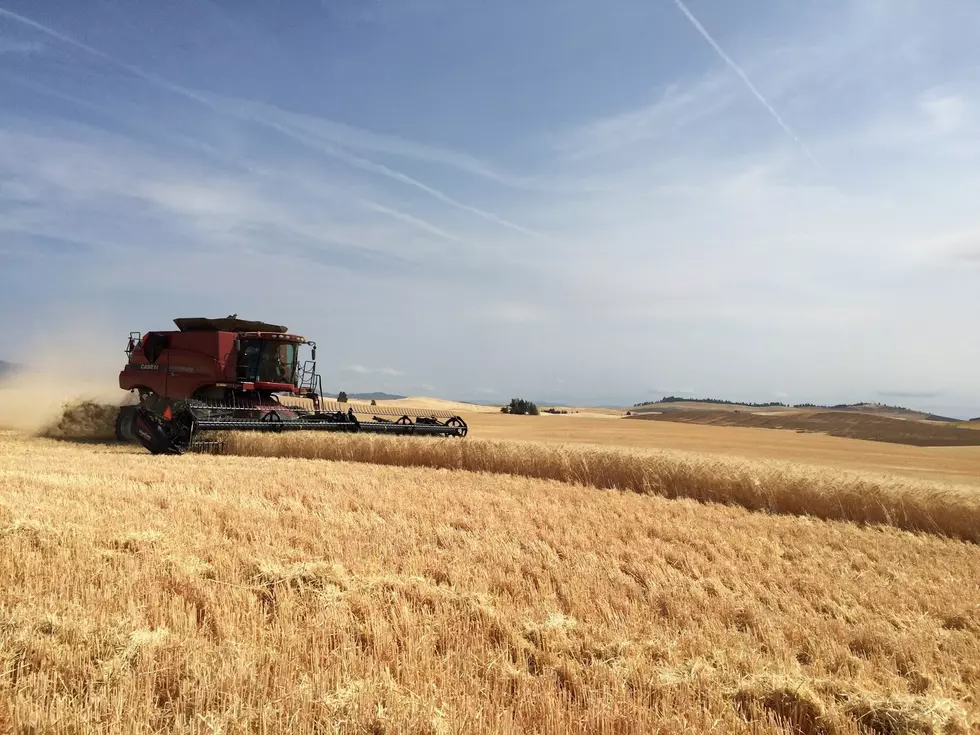 As Harvest Continues, Northwest Wheat Numbers Mixed