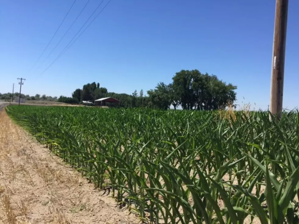 Idaho Tries Cover Crops in Corn