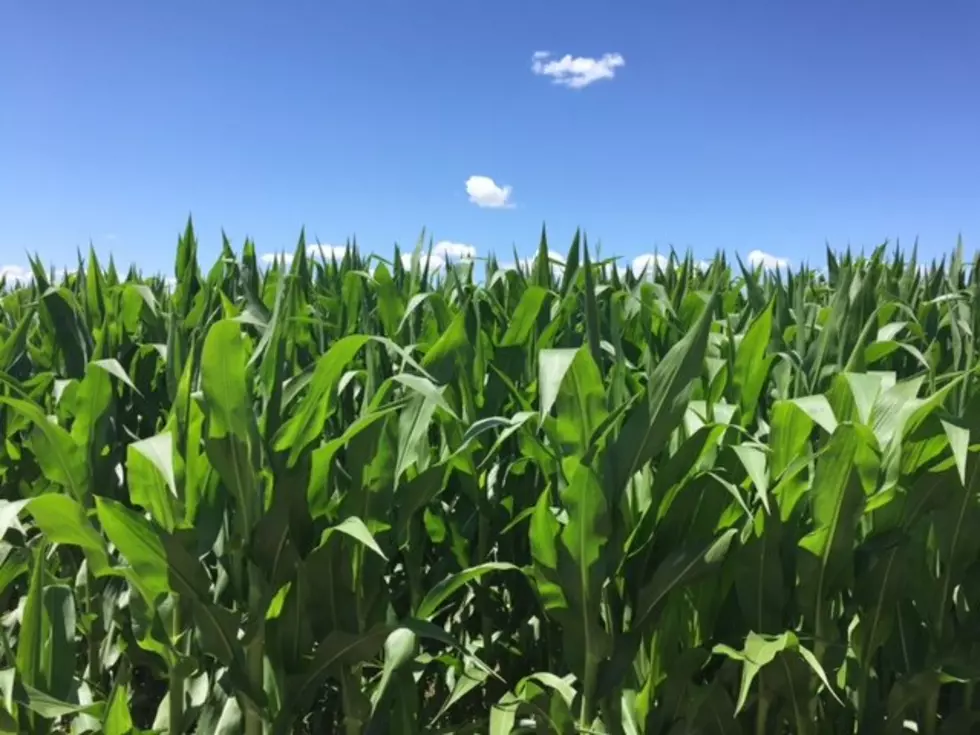 Crop Insurance Pays Out Premium Benefit for Cover Crops