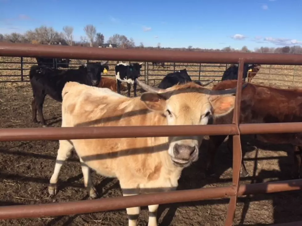 USDA Reports Large Feedlot Inventories