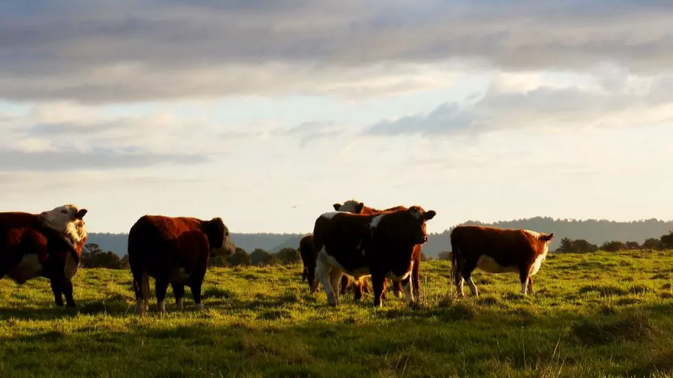 The Right Parasite Control Key For Cattle Producers