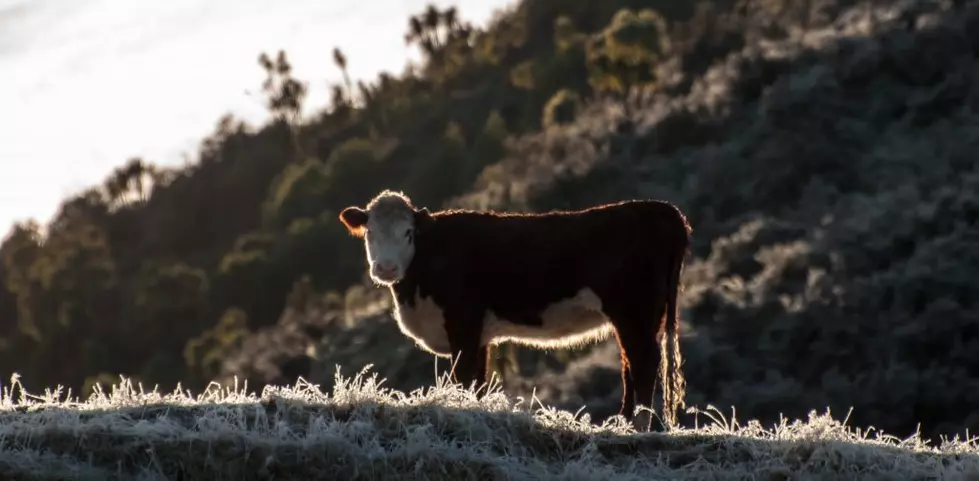 Livestock Producers Applaud Legislation to Protect Against Predators